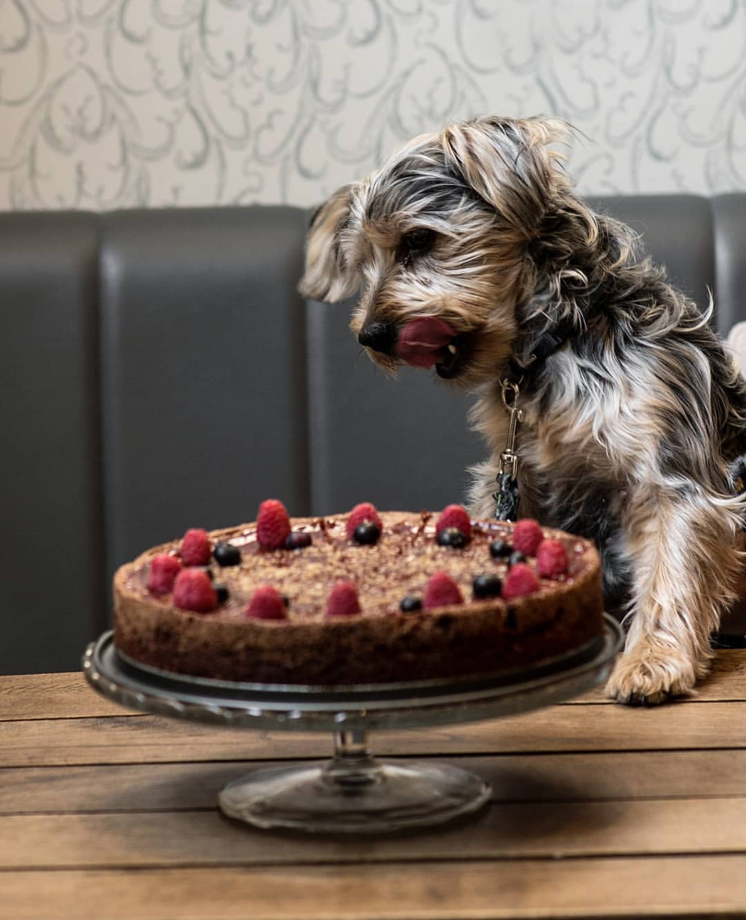 Hund Niko liebt Torten